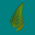 fern